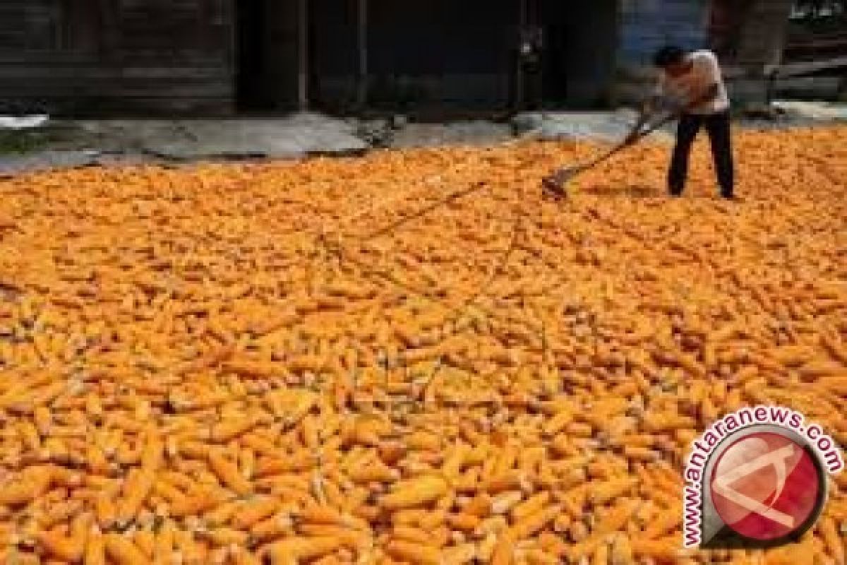 Bulog Sulteng Kerja Sama Petani Jagung Donggala 