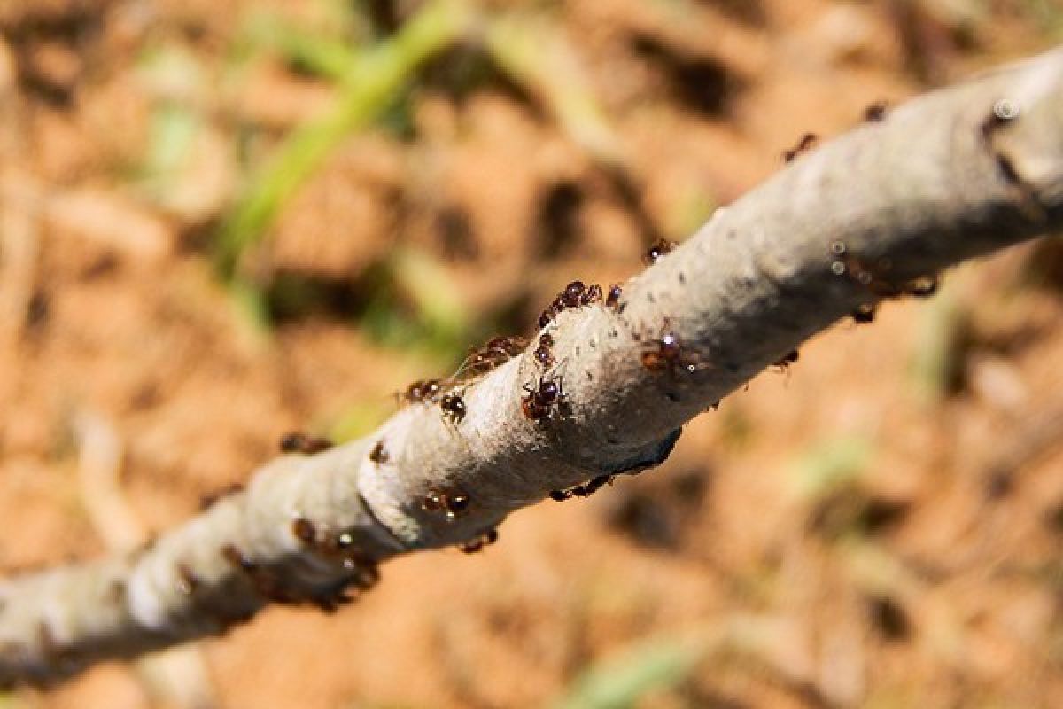Ilmuwan ungkap perilaku semut Afrika