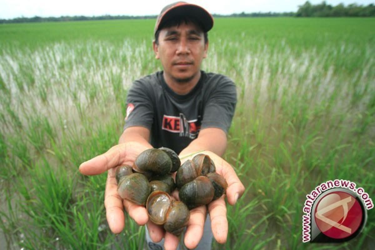 Petani Aceh Utara keluhkan hama keong mas