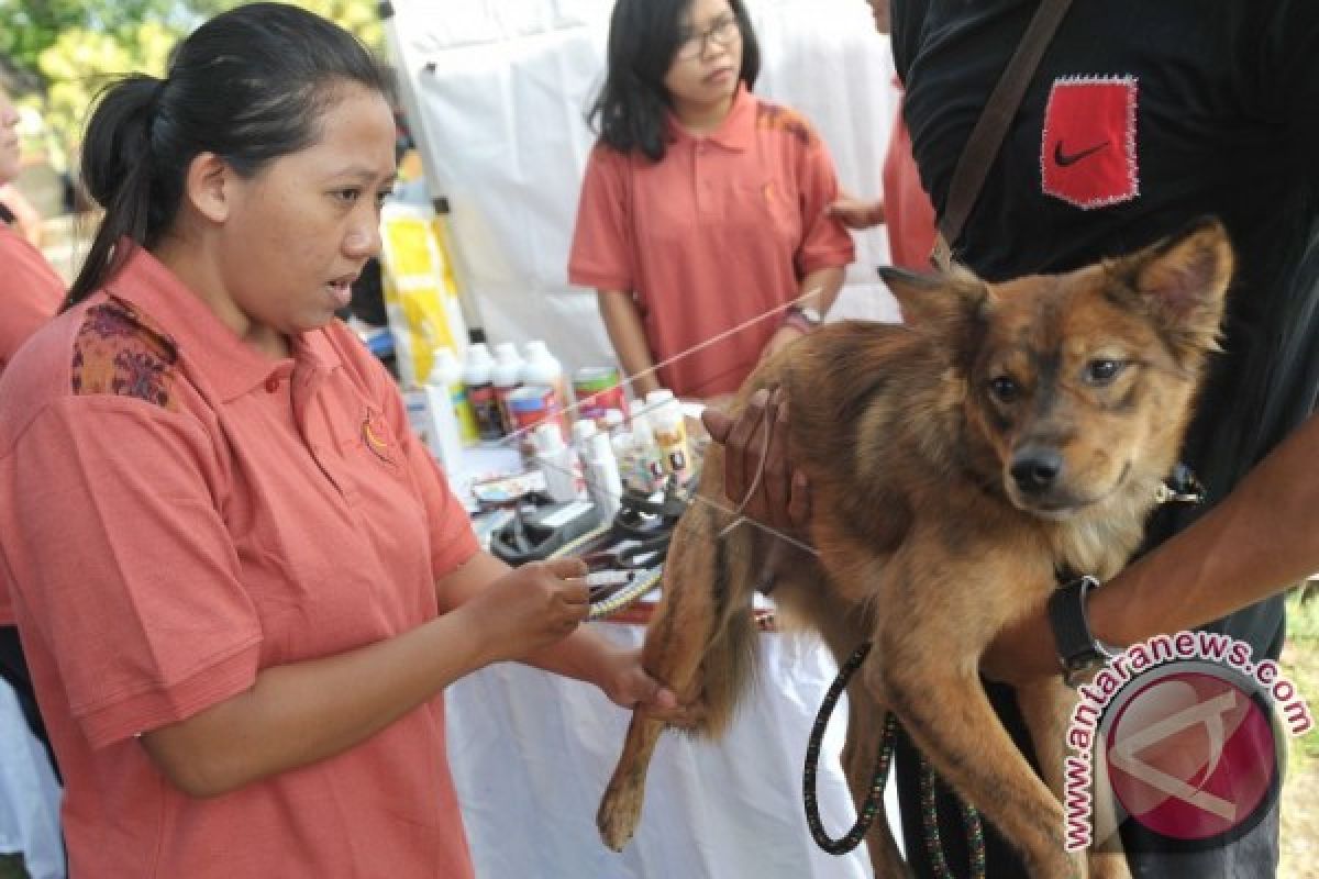 Waspada! anjing di Barsel positif rabies