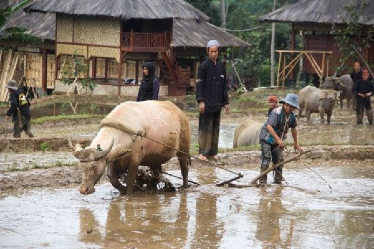 Pemkab Purwakarta Asuransikan Seluruh Tanaman Padi