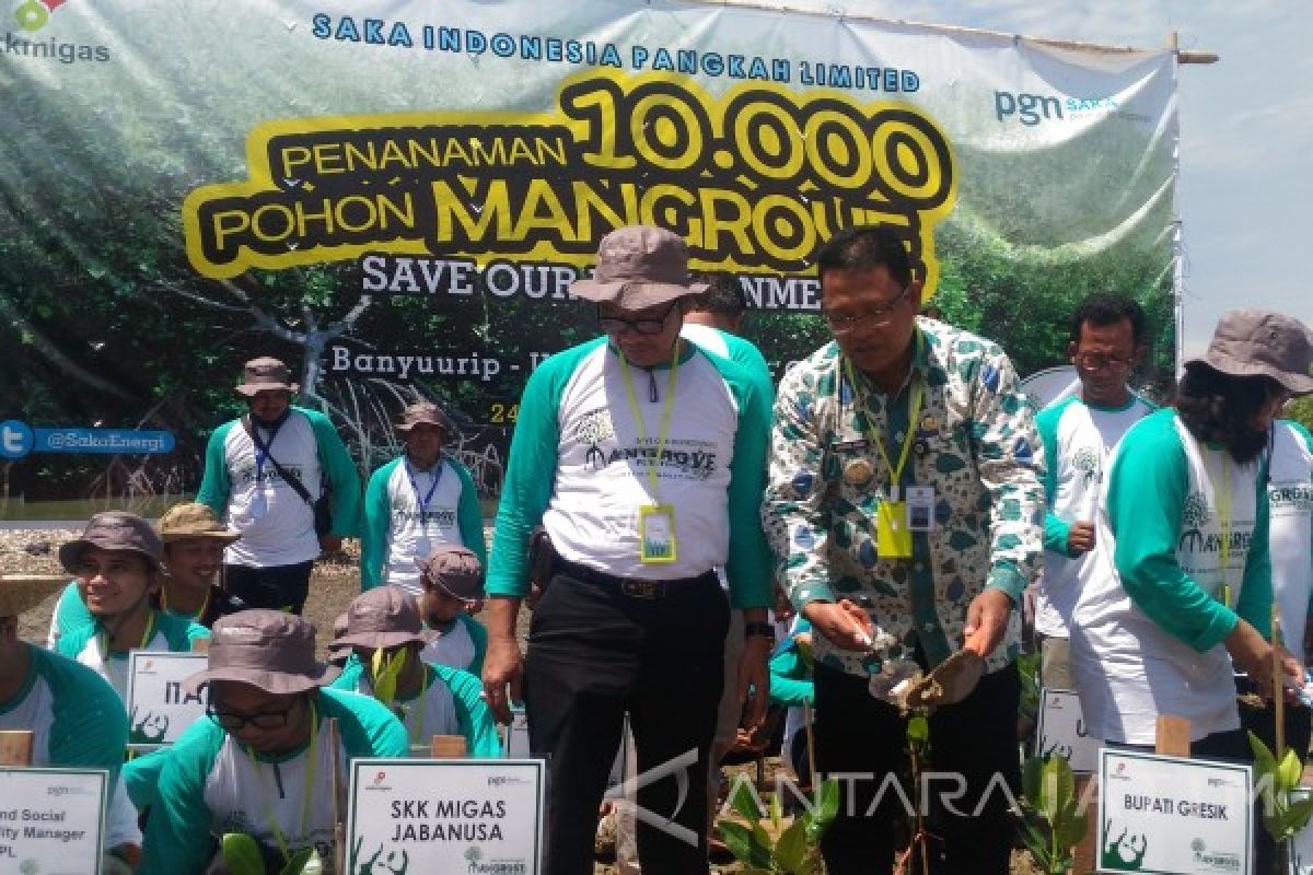 Saka Energi Indonesia Tanam Ribuan Mangrove di Gresik (Video)