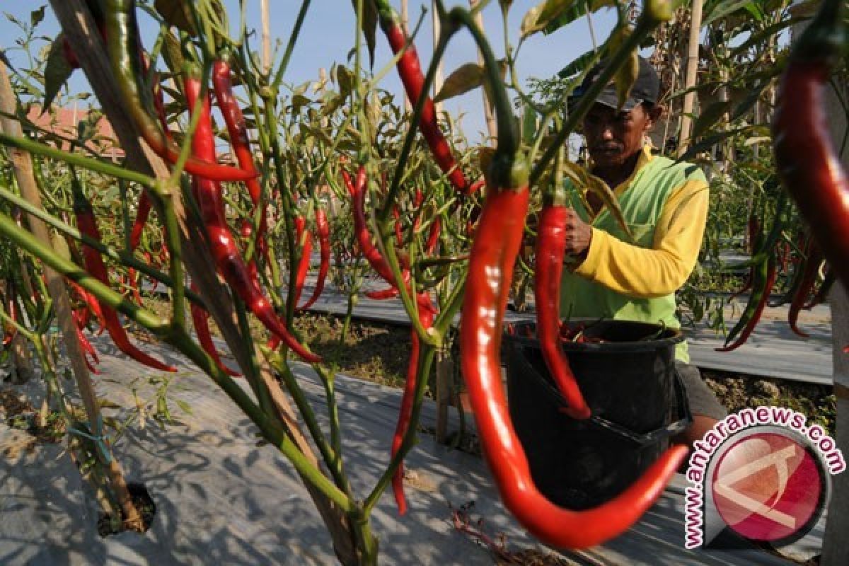 HPP cabai agar berpihak ke petani