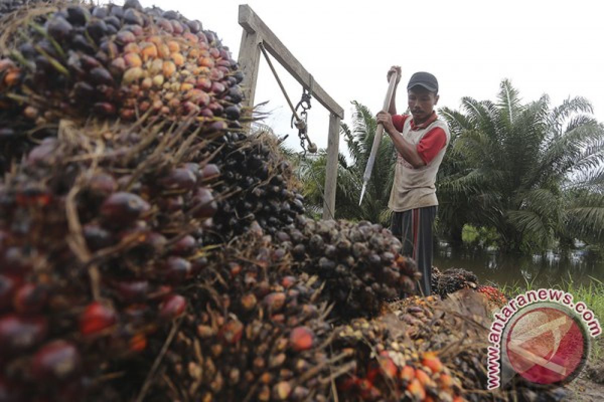 Harga beli TBS sawit Mukomuko bertahan stabil