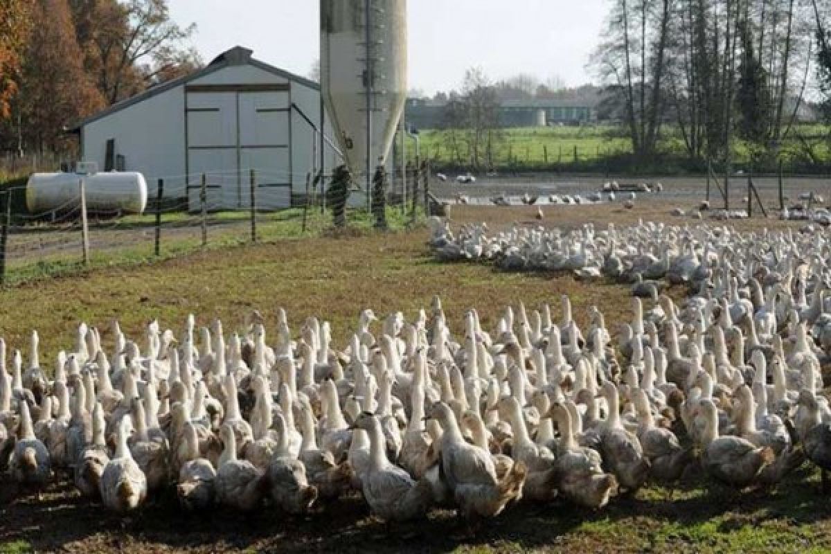 Dutch destroy 190,000 ducks in first bird flu cull