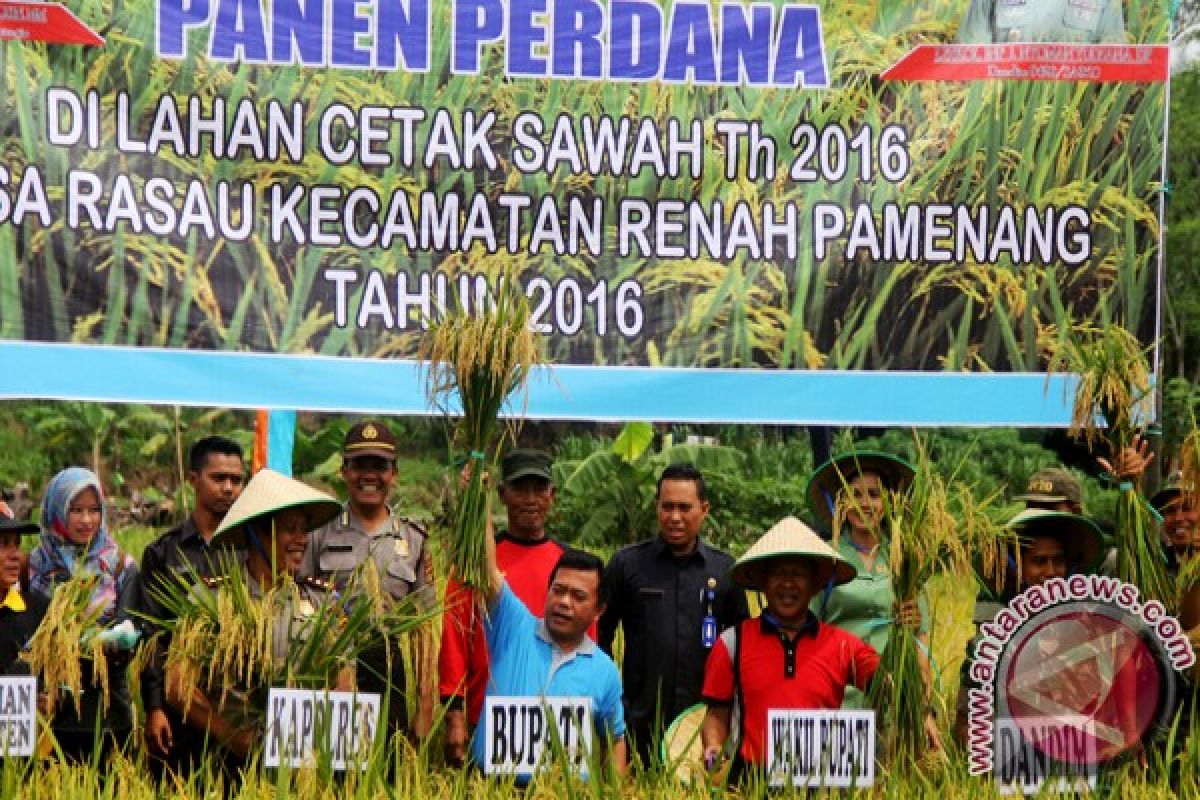 Bupati Merangin panen padi di desa Rasau 