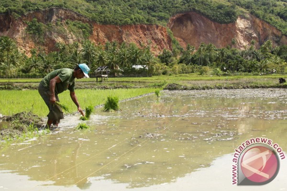 Pemerintah optimalkan sawah tadah hujan tingkatkan produksi