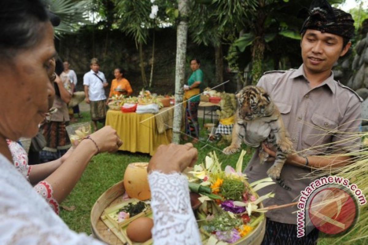 Umat Hindu Gelar Ritual Tumpek Kandang