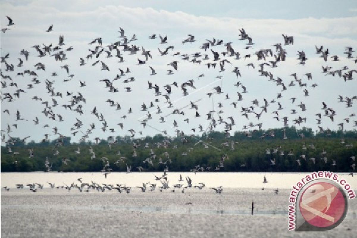 10 jenis burung migran singgah di Bengkulu