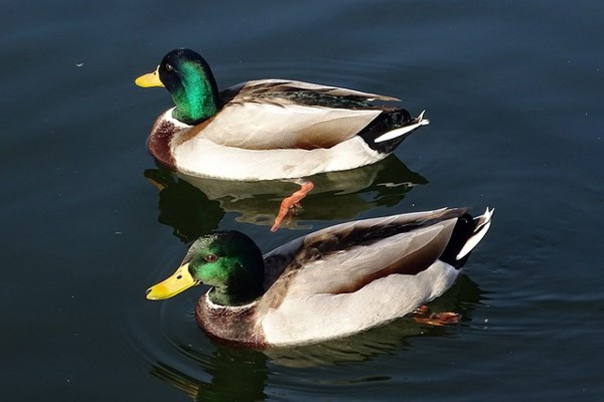 Belanda musnahkan 190.000 bebek untuk atasi wabah flu burung