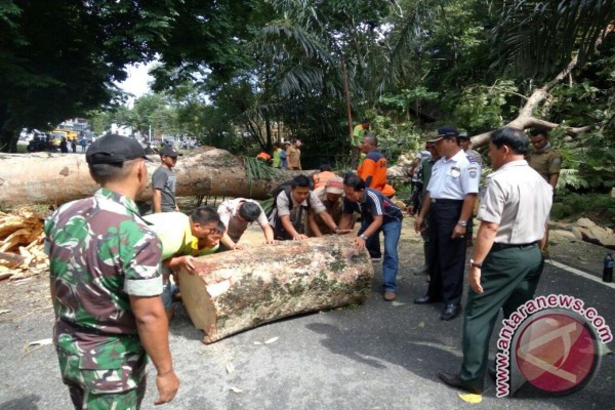 Pemkab tebangi pohon raksasa dinilai bahayakan masyarakat