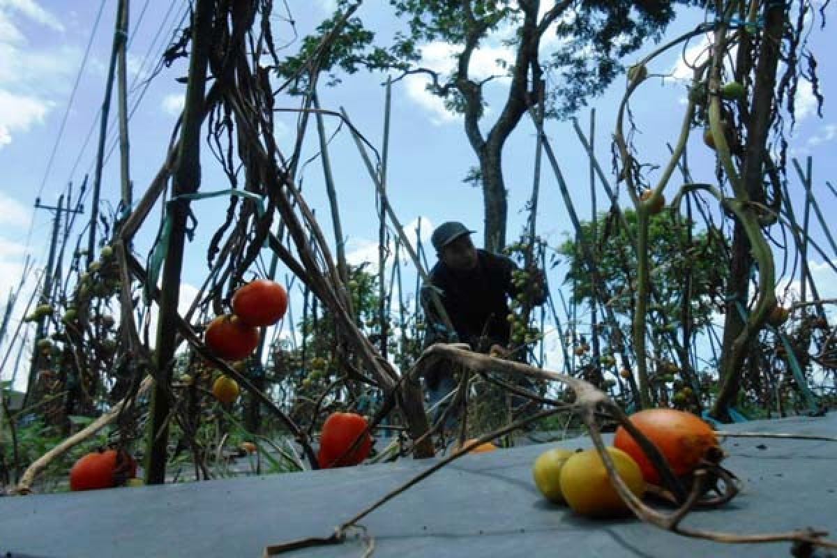 Tomat Membusuk, Petani Temanggung Terancam Merugi