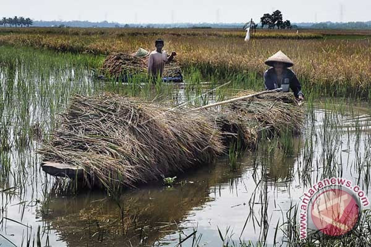 Ratusan hektare sawah gagal panen karena lumpur tambang