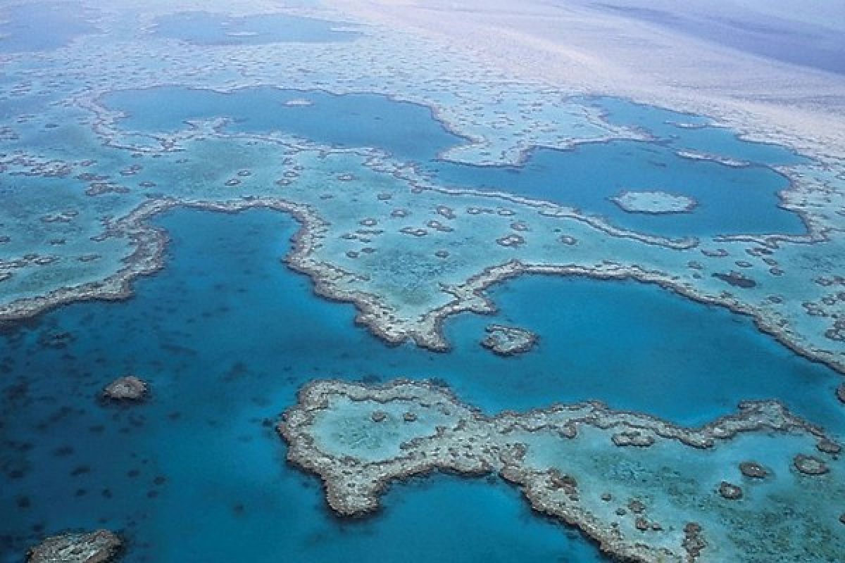 Ilmuwan catat kematian karang terbesar di Great Barrier Reef