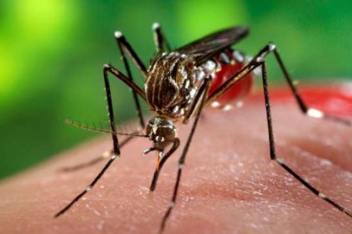 60 Kasus Zika Ditemukan Di Vietnam