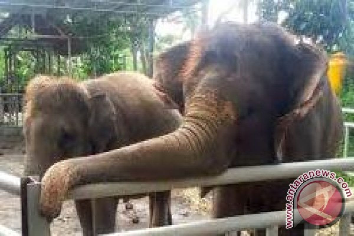 Anggota DPR Kunjungi Konservasi Gajah Di Bali 