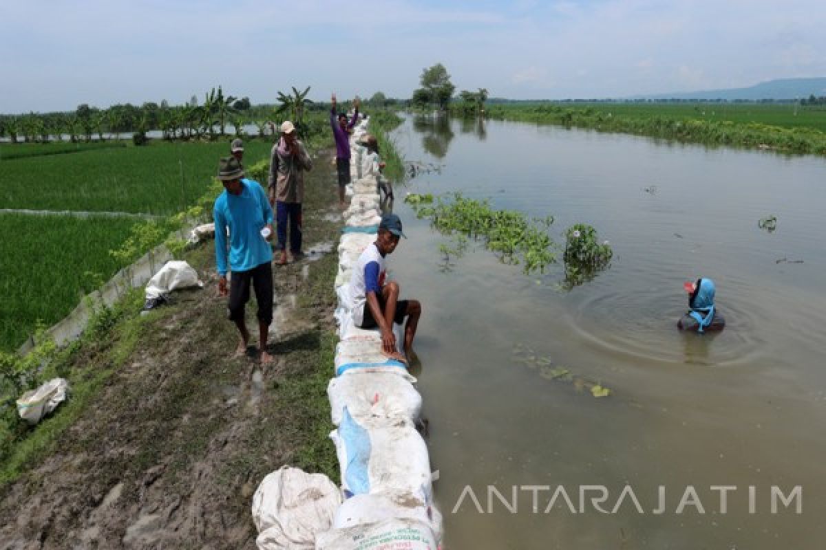 2.067 Hektare Padi di Bojonegoro Terendam Banjir