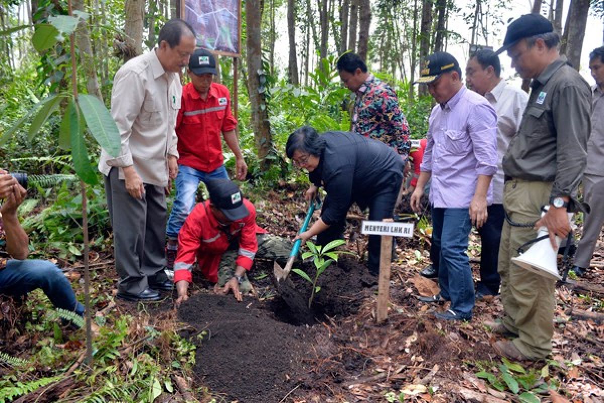 KLHK alokasikan 4,1 juta hektare lahan "TORA"