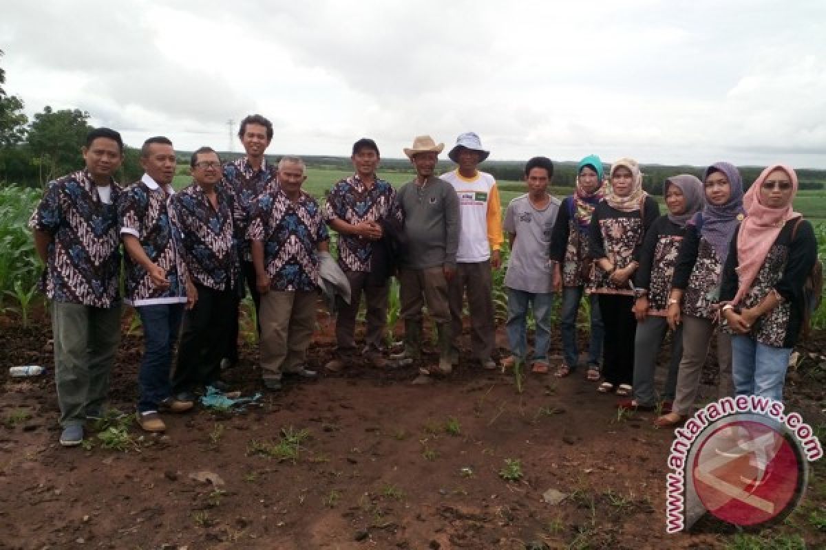 BP3K Kunjungi Kebun Sentra Jagung Tala