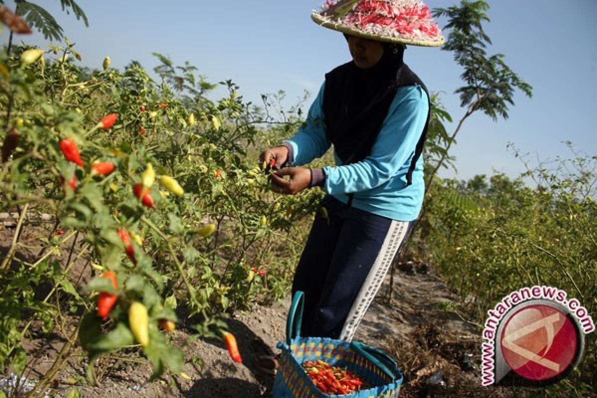 Gerakan tanam 50 juta pohon cabai