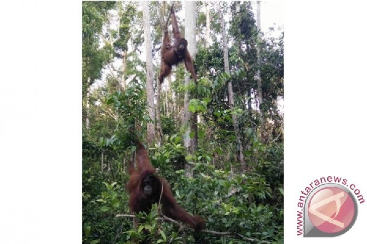 Pemkab Seruyan Bangun Jalan Menuju TN Tanjung Puting