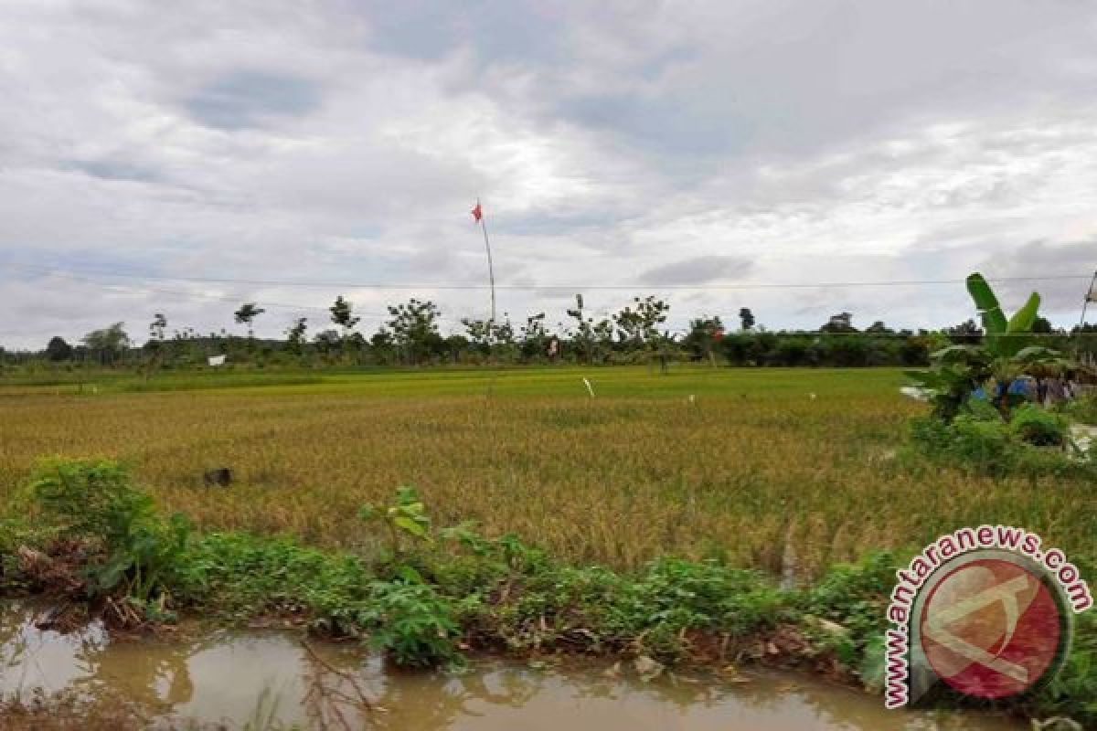 Alih Fungsi Lahan Ancaman Pertanian Lamandau 