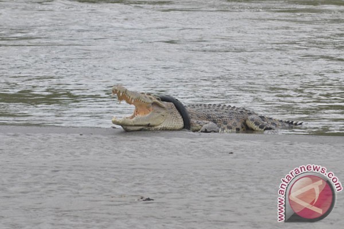 Buaya resahkan warga Sungaiselan Bangka Tengah