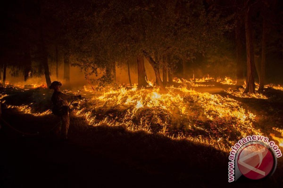 WWF Pasang Alat Pendeteksi Kebakaran di Jambi