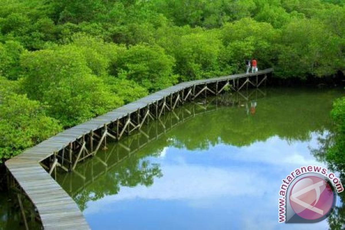 Pengembangan Ekowisata Hutan Bakau Penajam Terkendala Anggaran