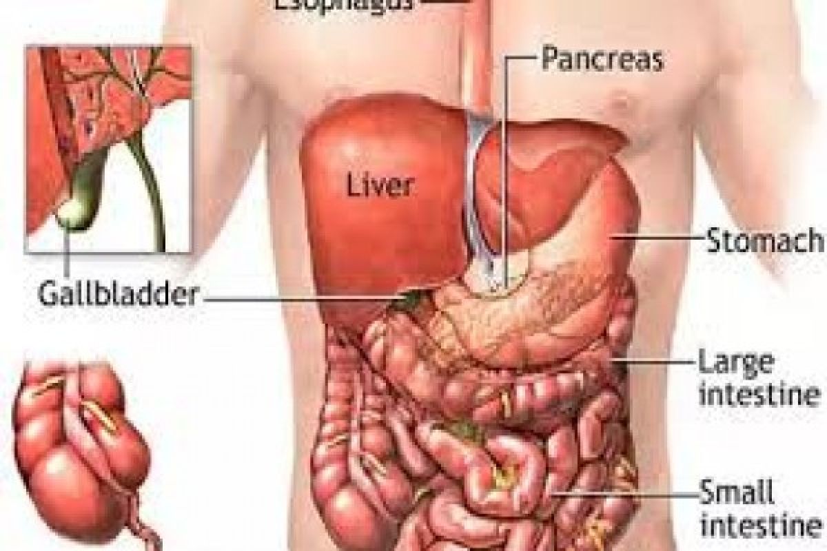 Egypt Busts Organ Trading Racket, Arrests 45 People