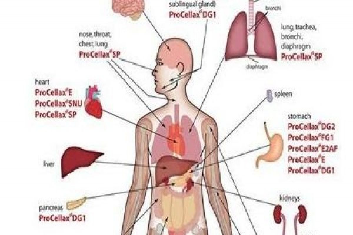 Gambar Jaringan Perdagangan Organ Tubuh Manusia Internasional