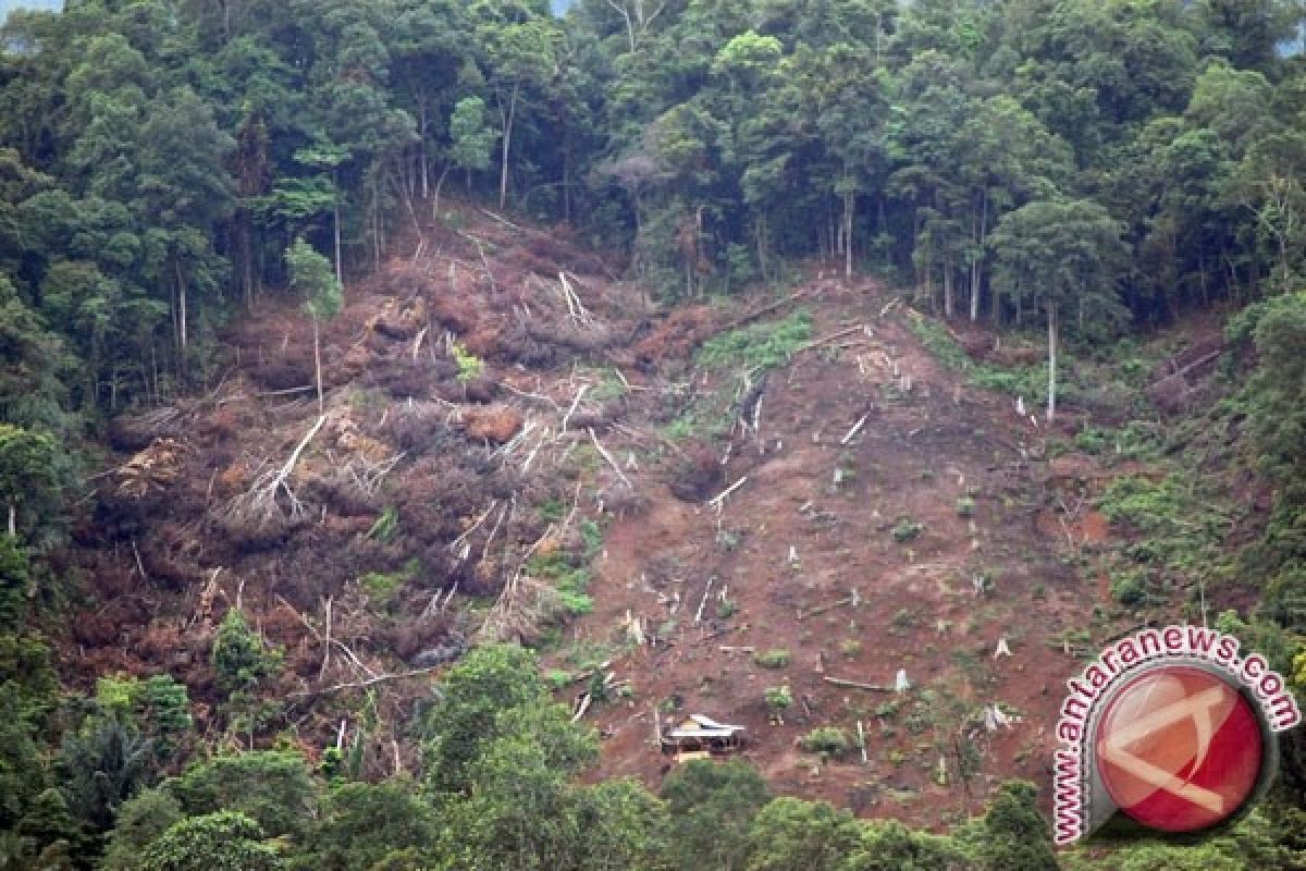 KLKH dan Polda Riau sita 49 ribu kubik kayu dari SM Rimbang Baling