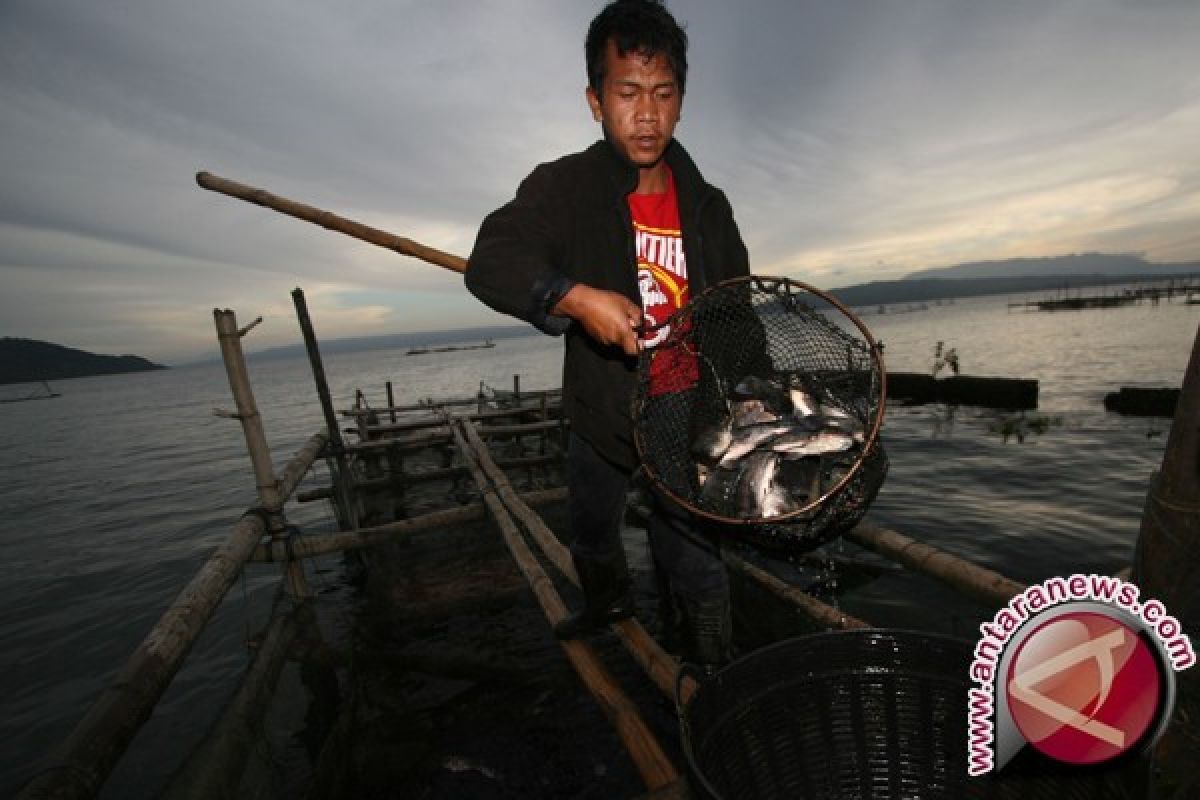 100 ton ikan keramba mati keracunan