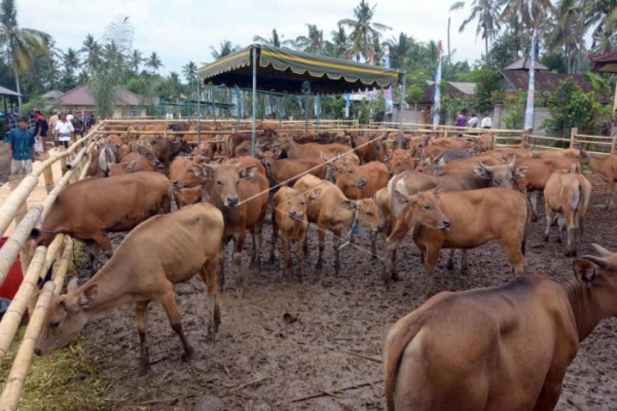 Asuransi ternak sapi NTT sepi peminat