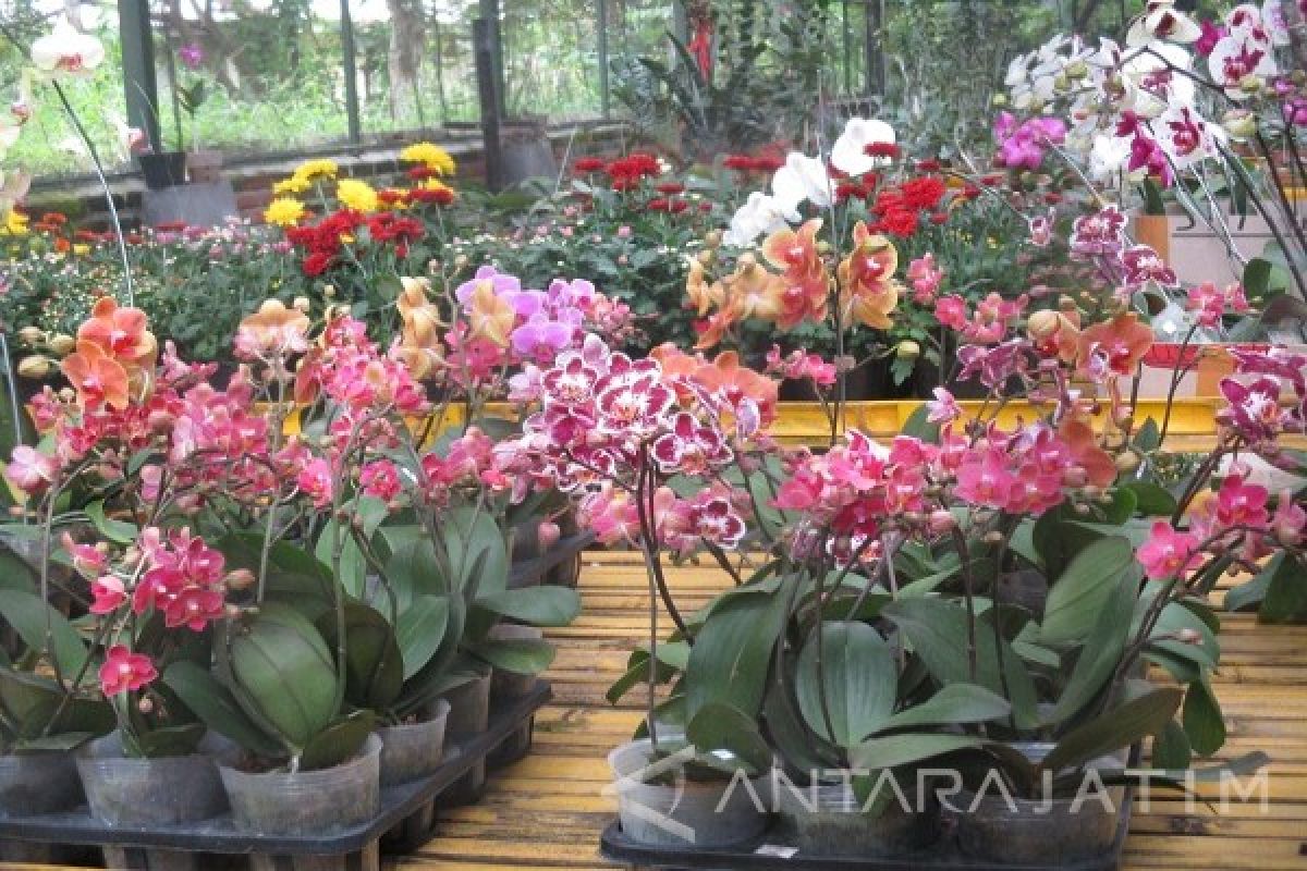  Kampung Anggrek Fokus Pasar Lokal Indonesia      