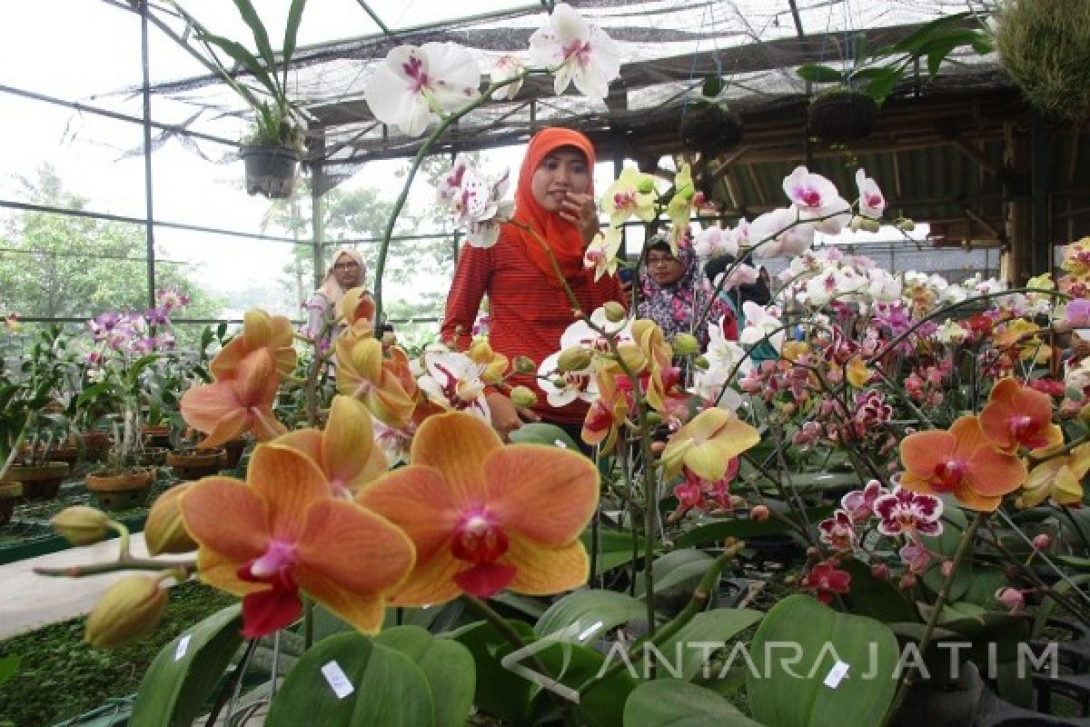 Serunya Liburan ke Kampung Anggrek