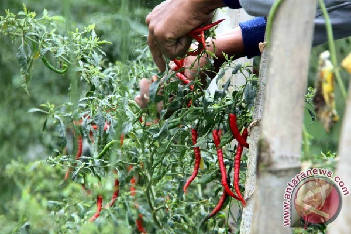 Awas, Hama Antraknosa Serang Tanaman Cabai