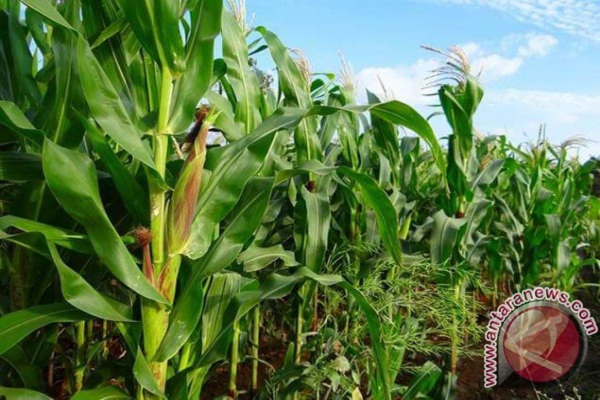 Potensi Lahan Jagung di NTT49,09 persen