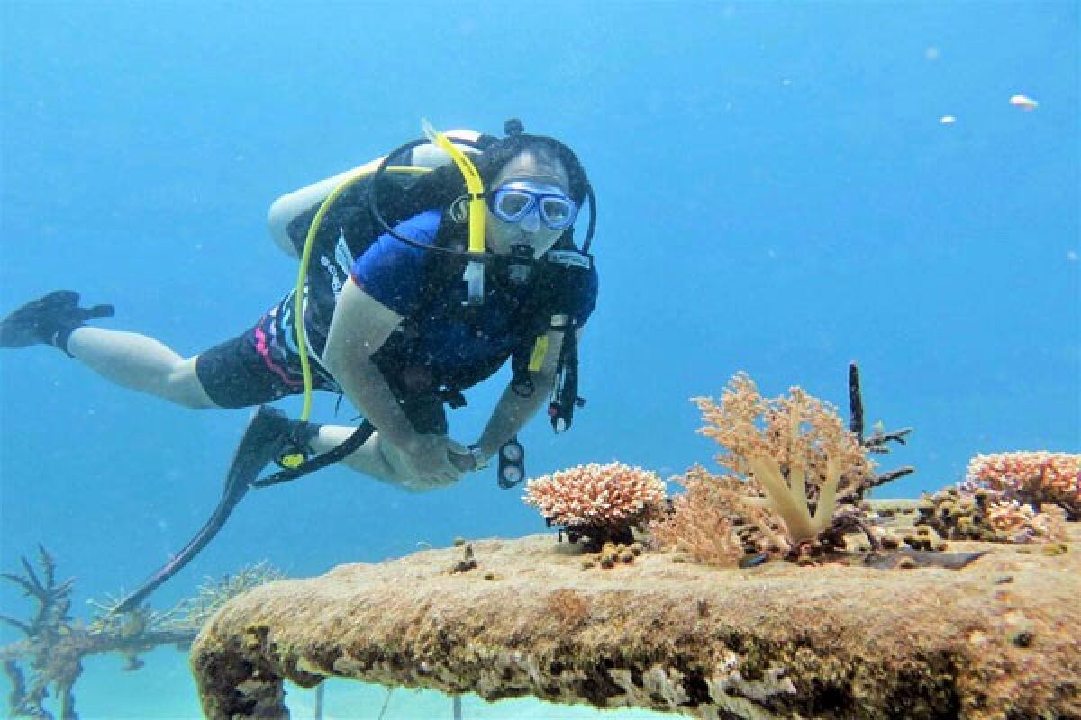 Biorock Pemuteran Membuat Ikan Dan Turis Betah