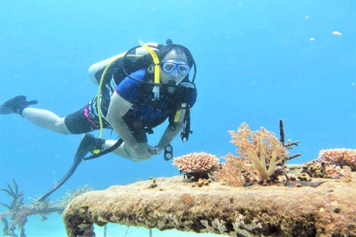 Biorock Pemuteran Membuat Ikan dan Turis Betah