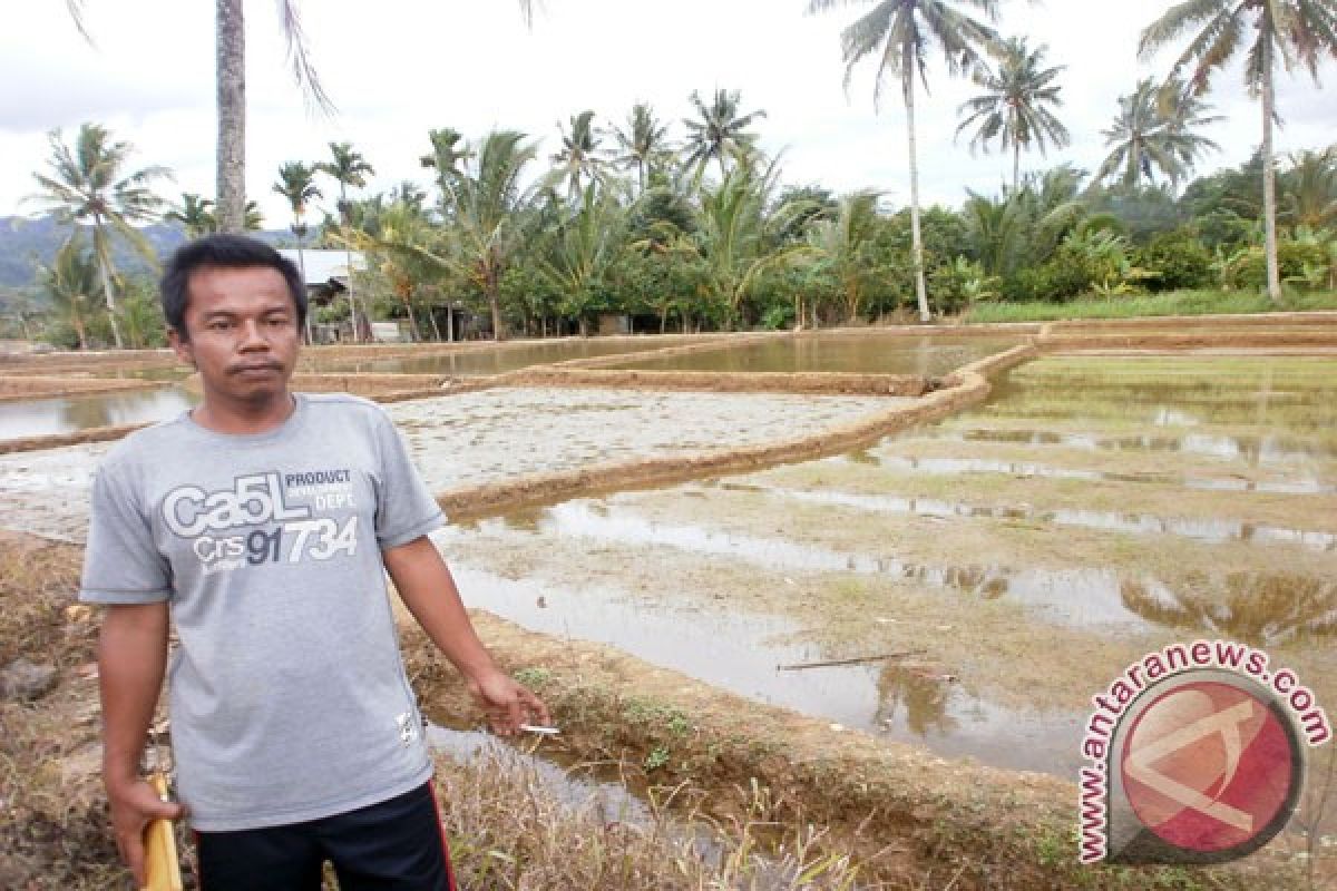 Petani Suoh Kembangkan Beras Sehat