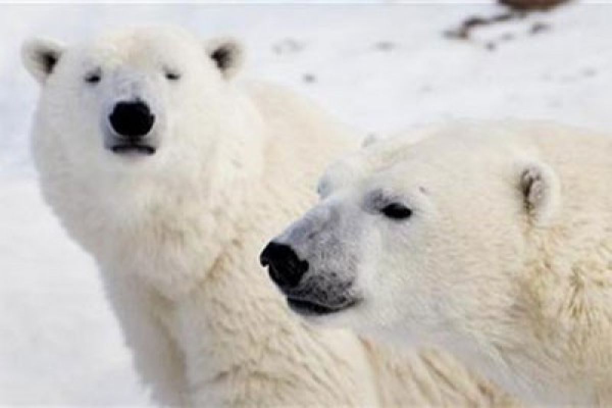 Peneliti: jumlah beruang kutub turun sepertiga karena pencairan es