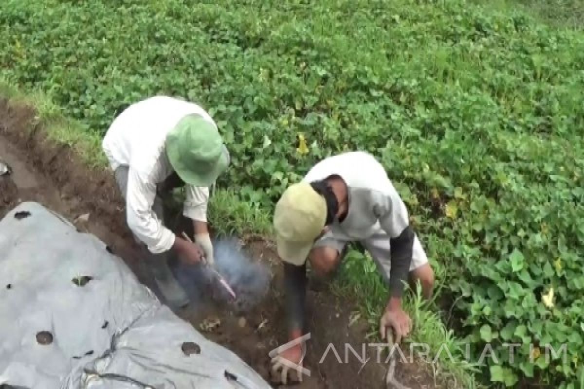 Petugas Bersama Petani Magetan Basmi Hama Tikus