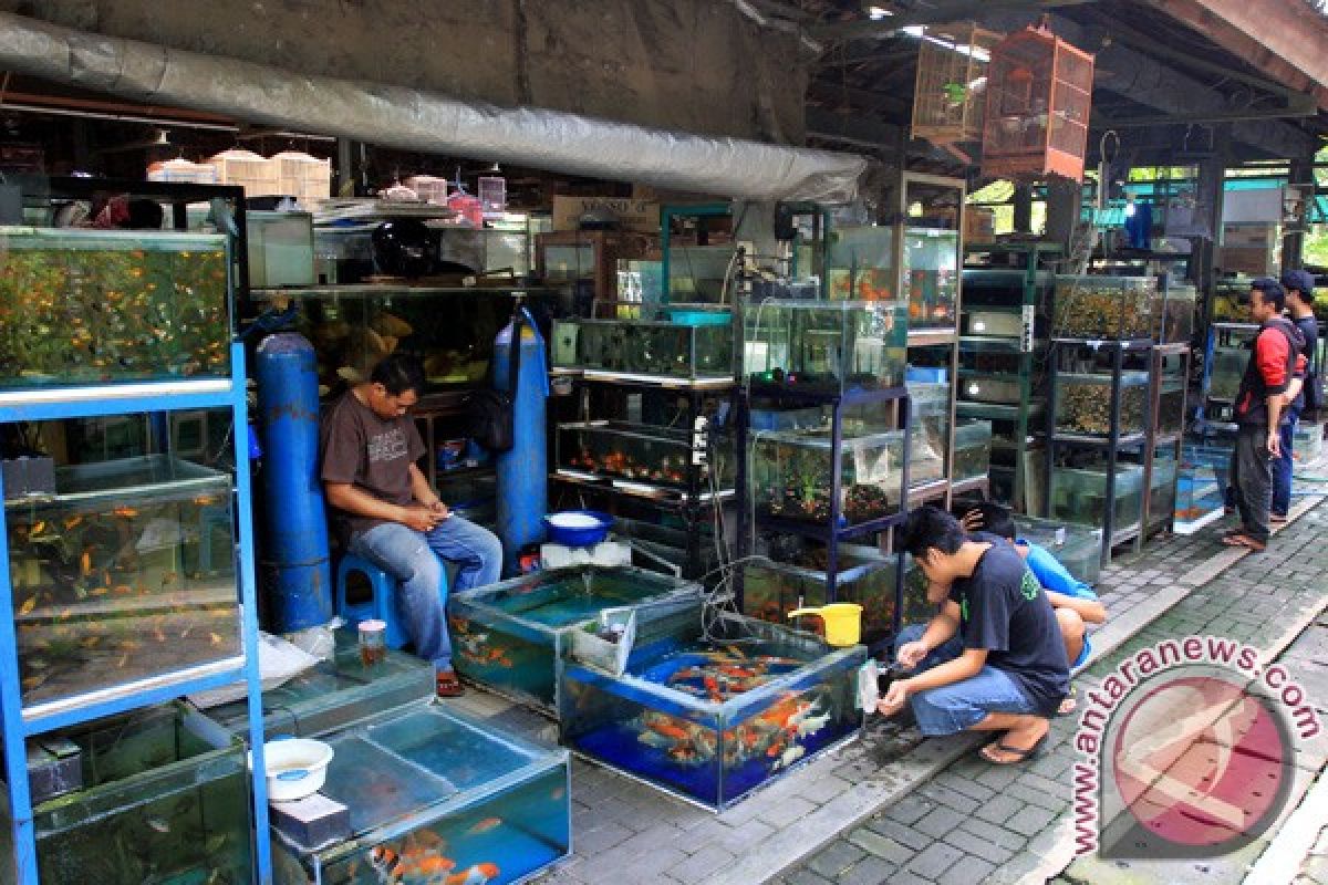 Yogyakarta fokus budi daya benih ikan hias 