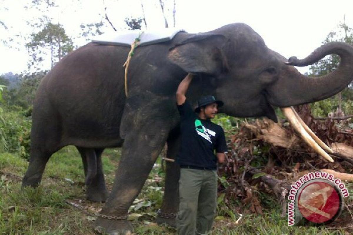  Mengatasi Konflik Gajah dan Manusia Di TNWK  