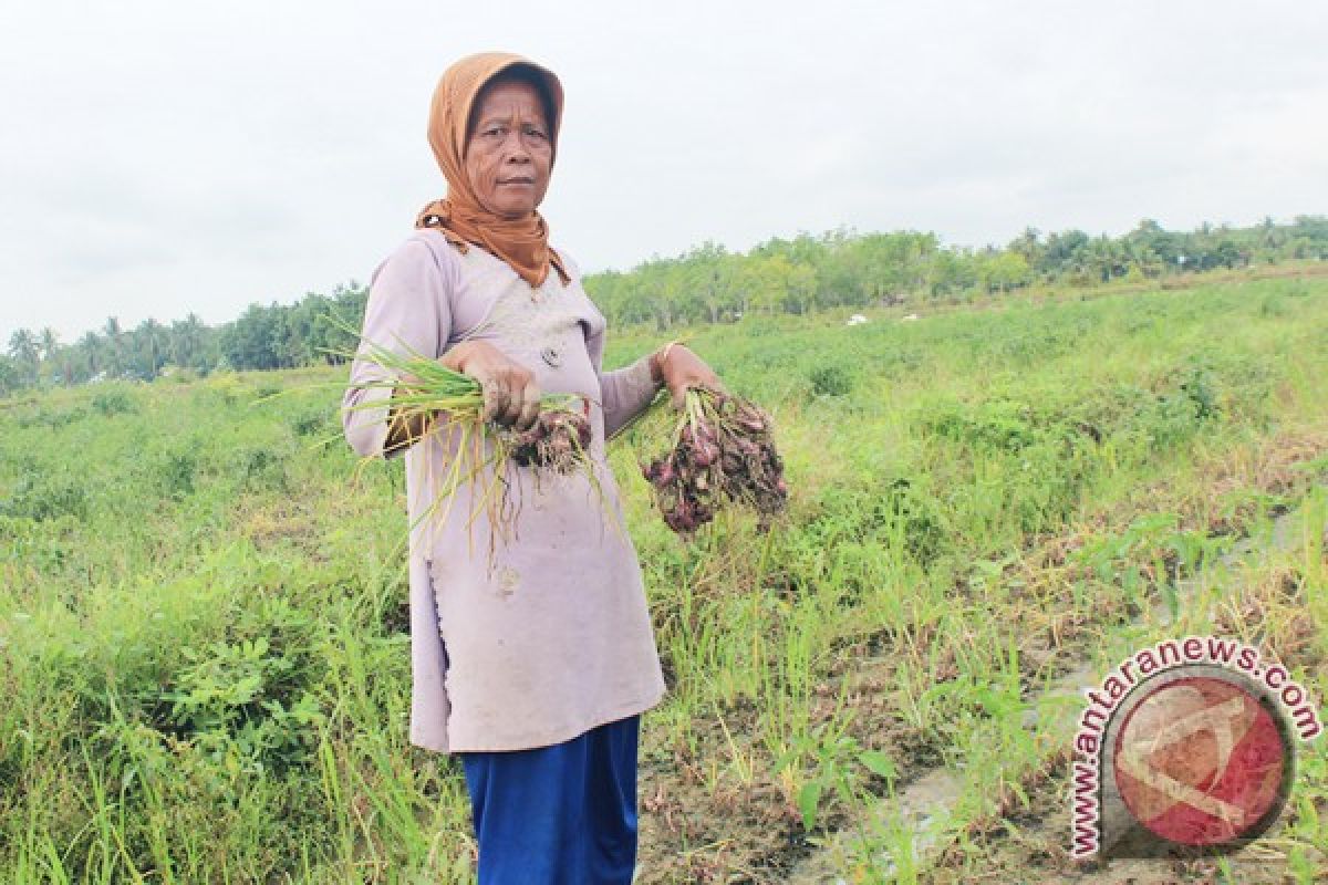 Tapin Sentra Pengembangan Bawang Merah Kalsel