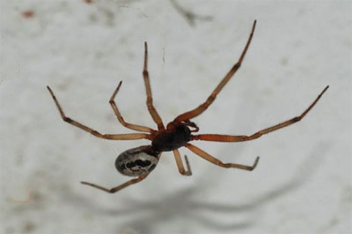 Laba-laba tertua di dunia mati disengat tawon