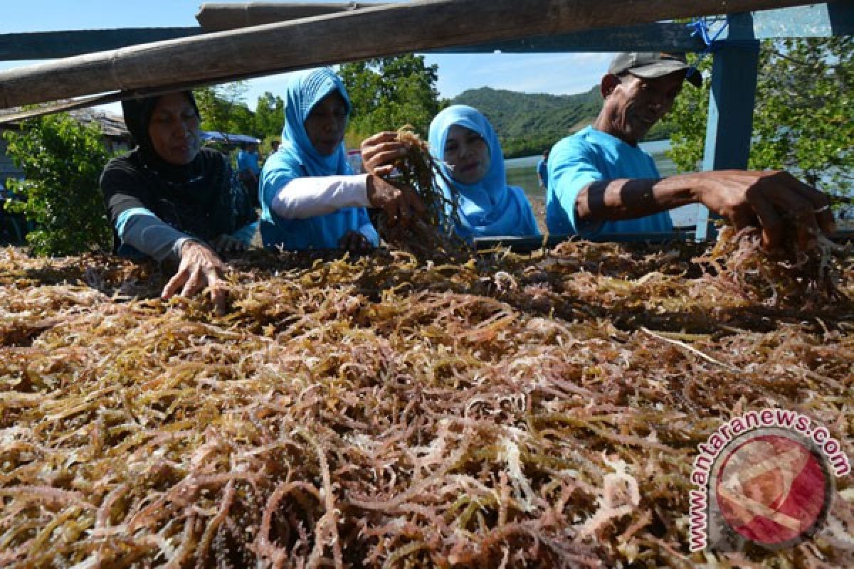 Rumput laut di Ternate tetap berproduksi