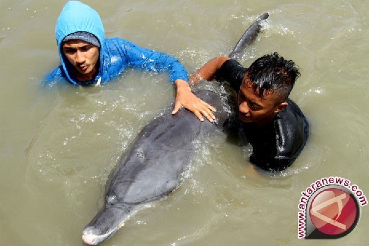 Aksi lumba lumba di larantuka menarik wisatawan