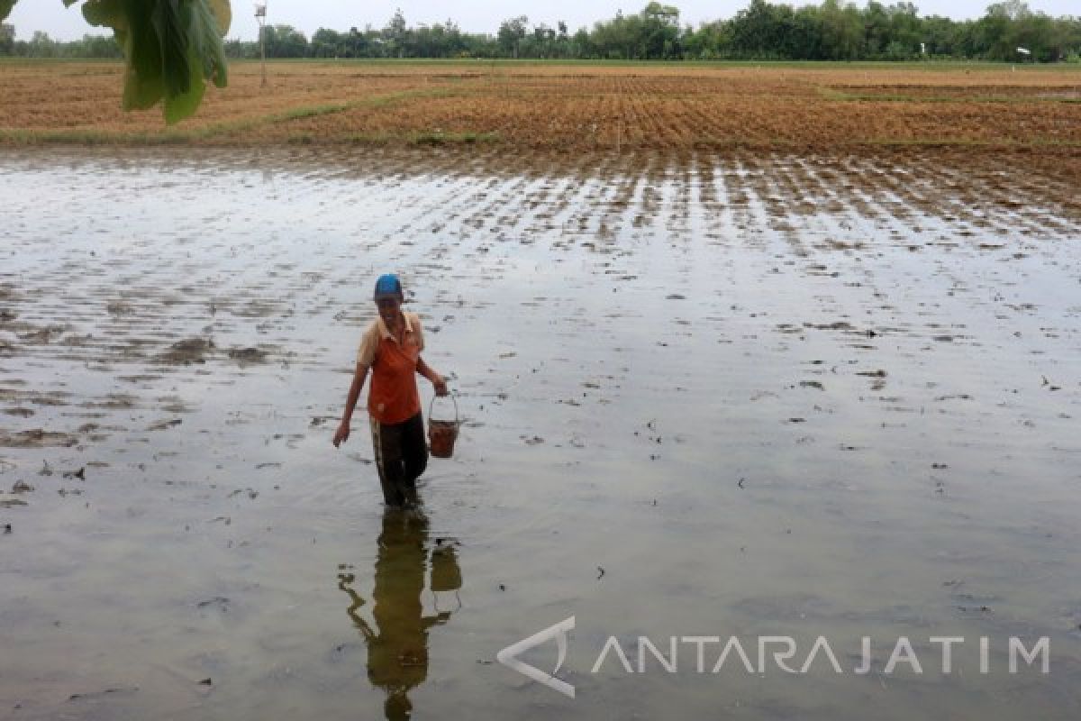 Petani Genangan Banjir Bojonegoro Tidak Tanam Padi